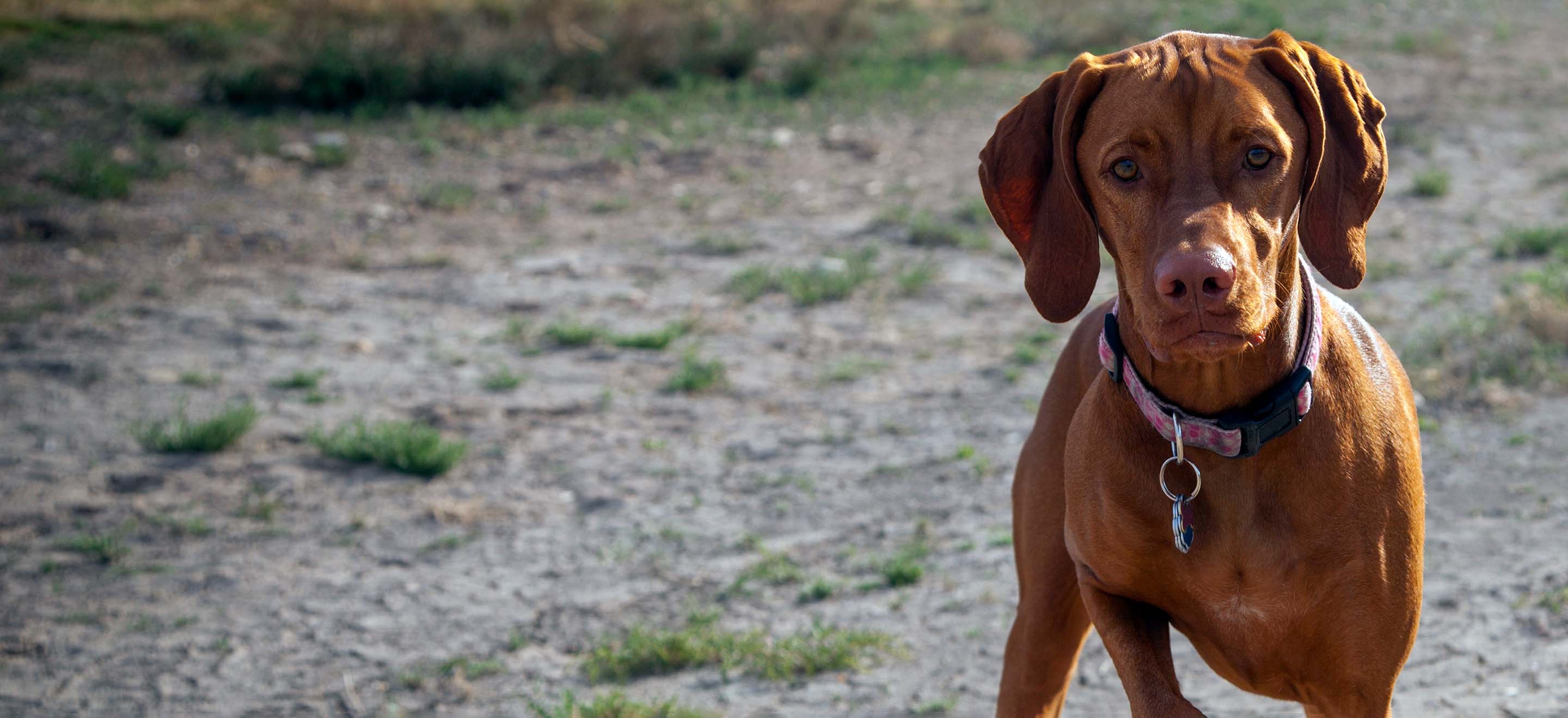A red Vizsla dog standing in a gravel path image