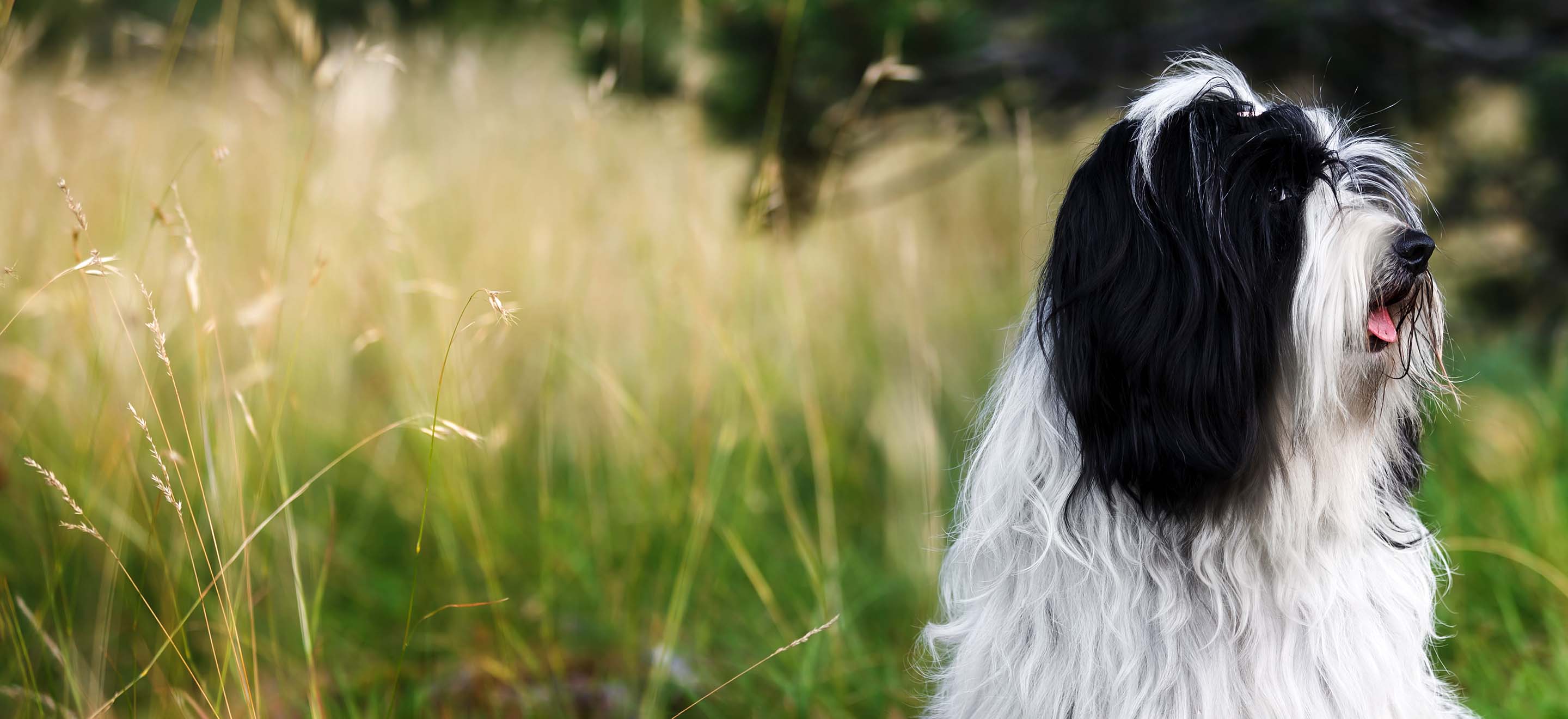 a black and white Tibetan Terrier dog standing in a prairie outside image