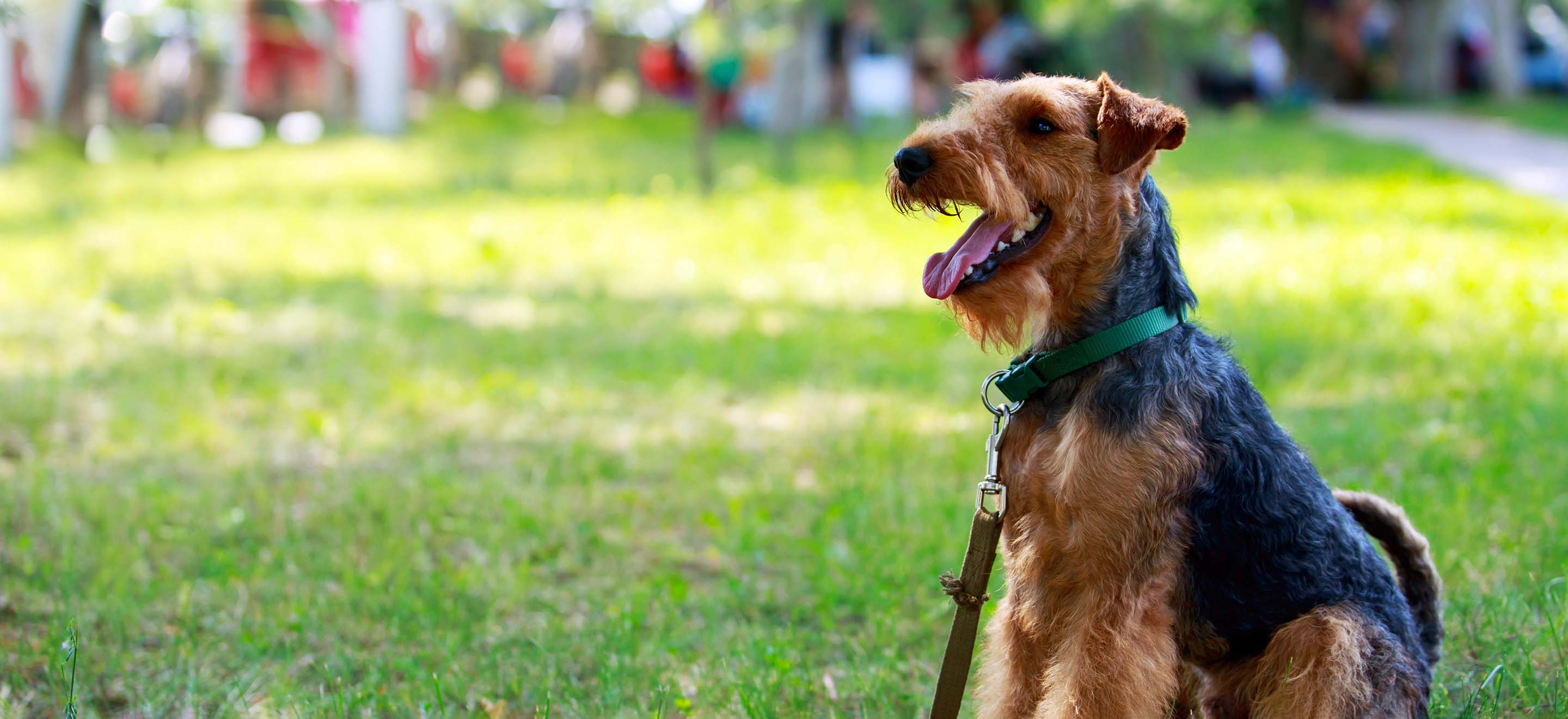 A Welsh Terrier dog on a leash standing in a grassy park image