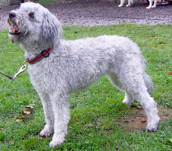 Picture of Pumi