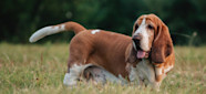 Walrus Dog A Guide To The Shar Pei Basset Hound Mix 58 OFF All For One