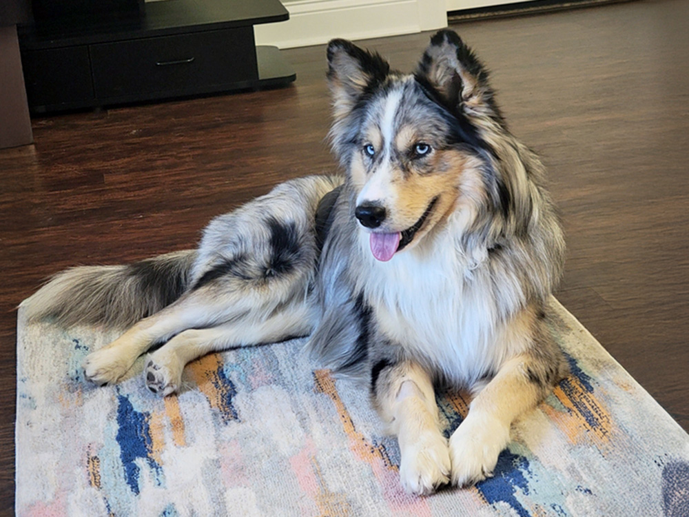Sheltie Aussie Mix Dog