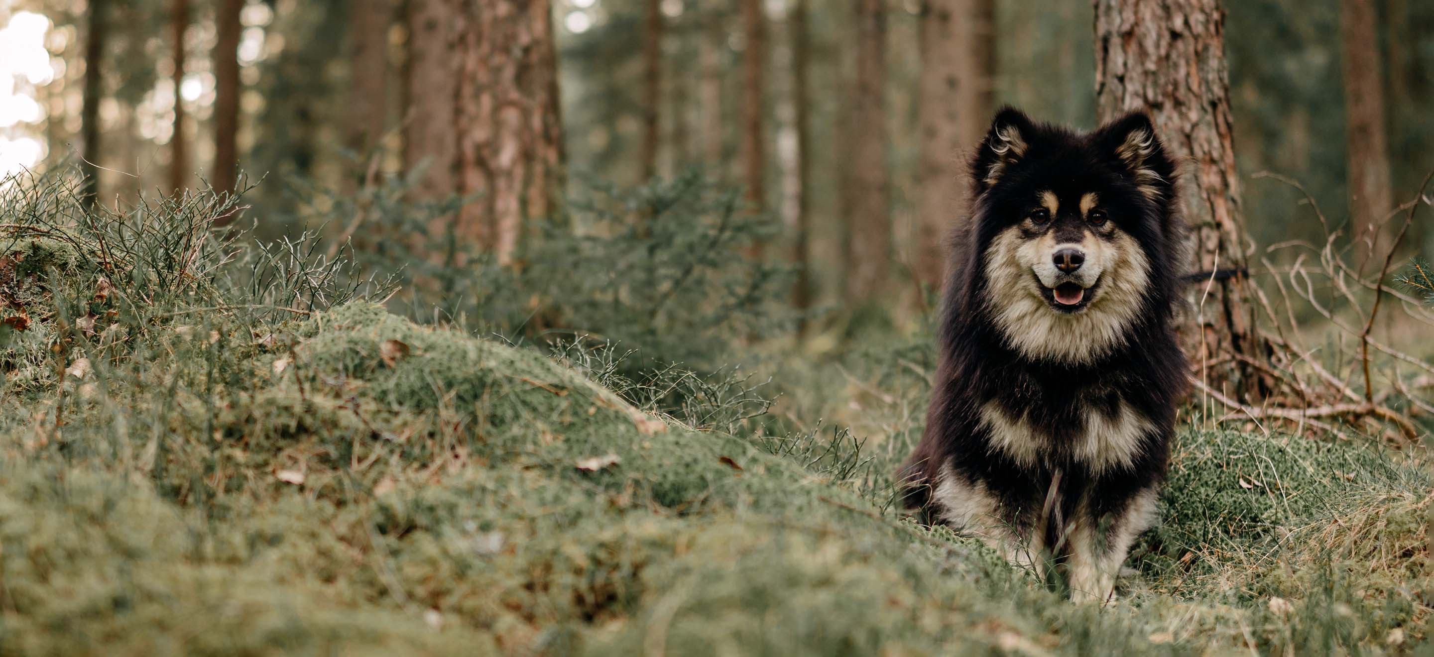 Finnish Lapphund sitting in the forest image