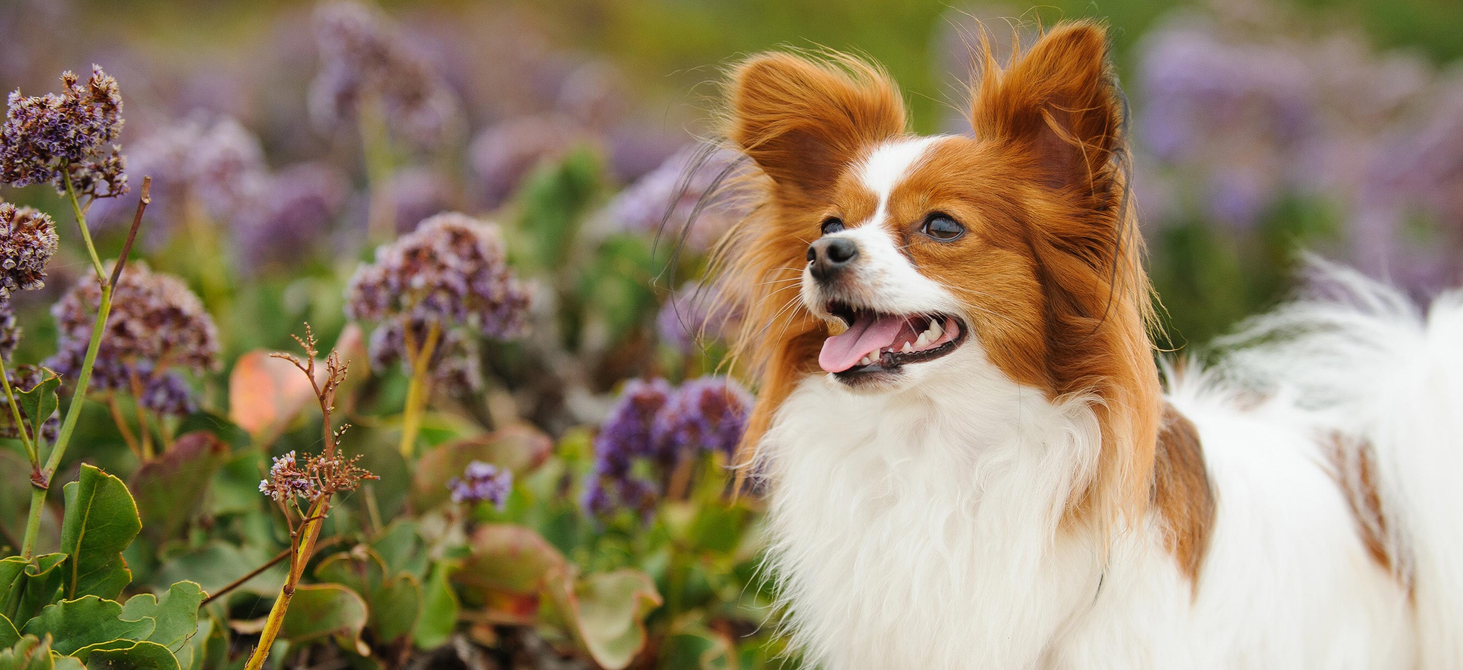 THE PAPILLON FULLY TRAINED SMALL DOG BREED 