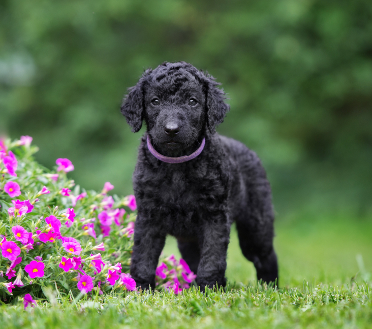 Picture of Curly-Coated Retriever