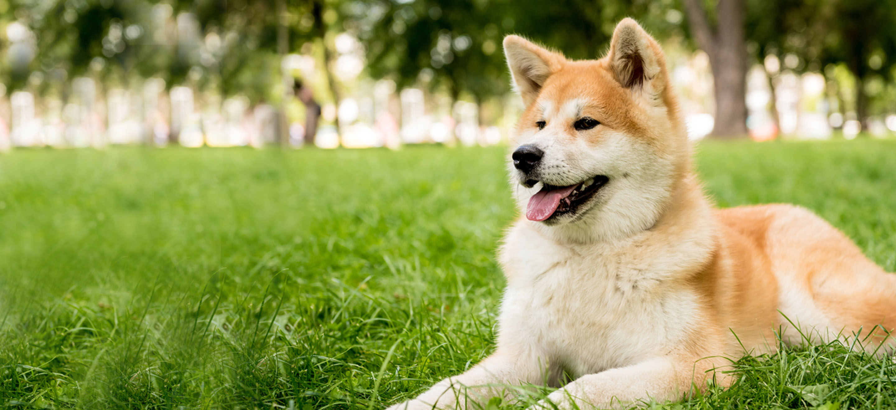 Akita dog laying on the grass outside image