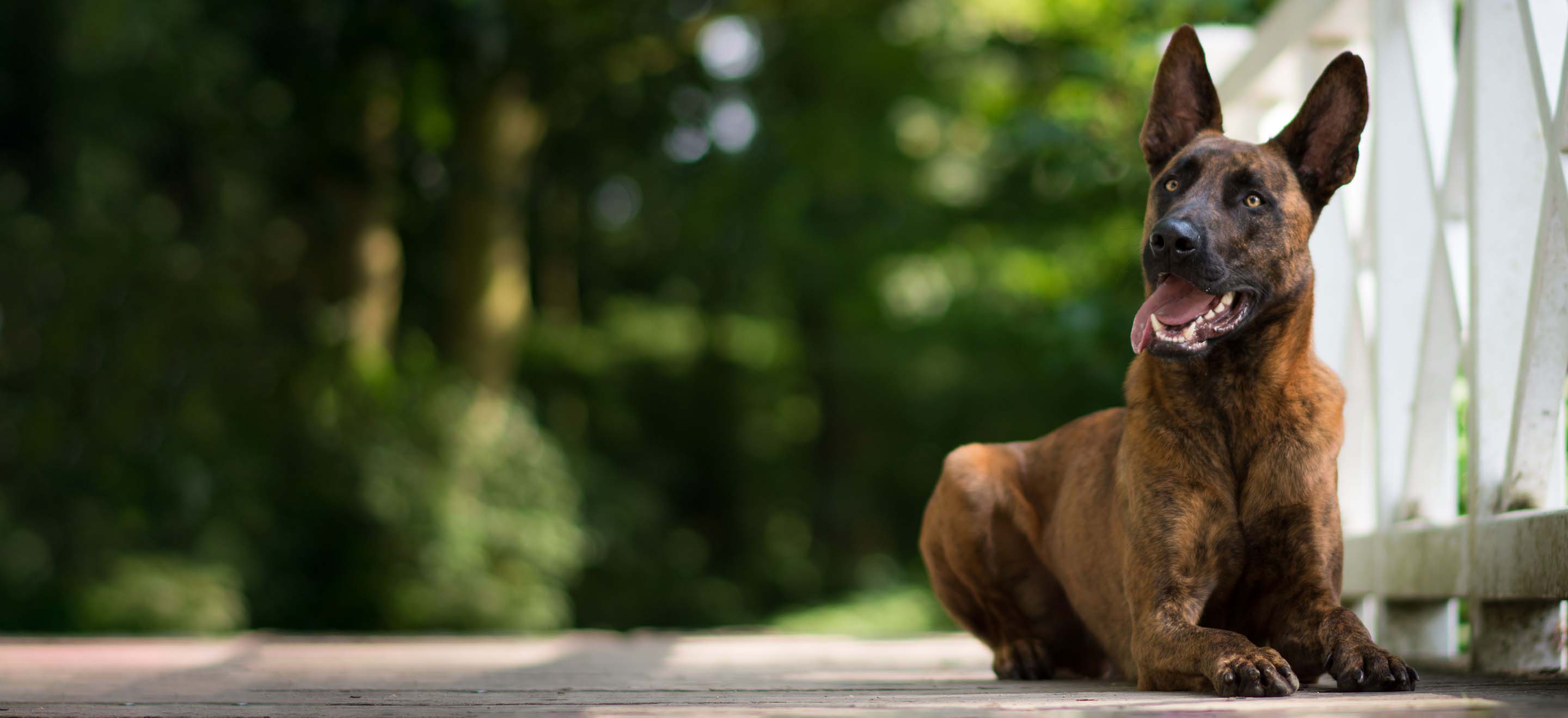 A Dutch Shepherd dog sitting on a bridge in a park image