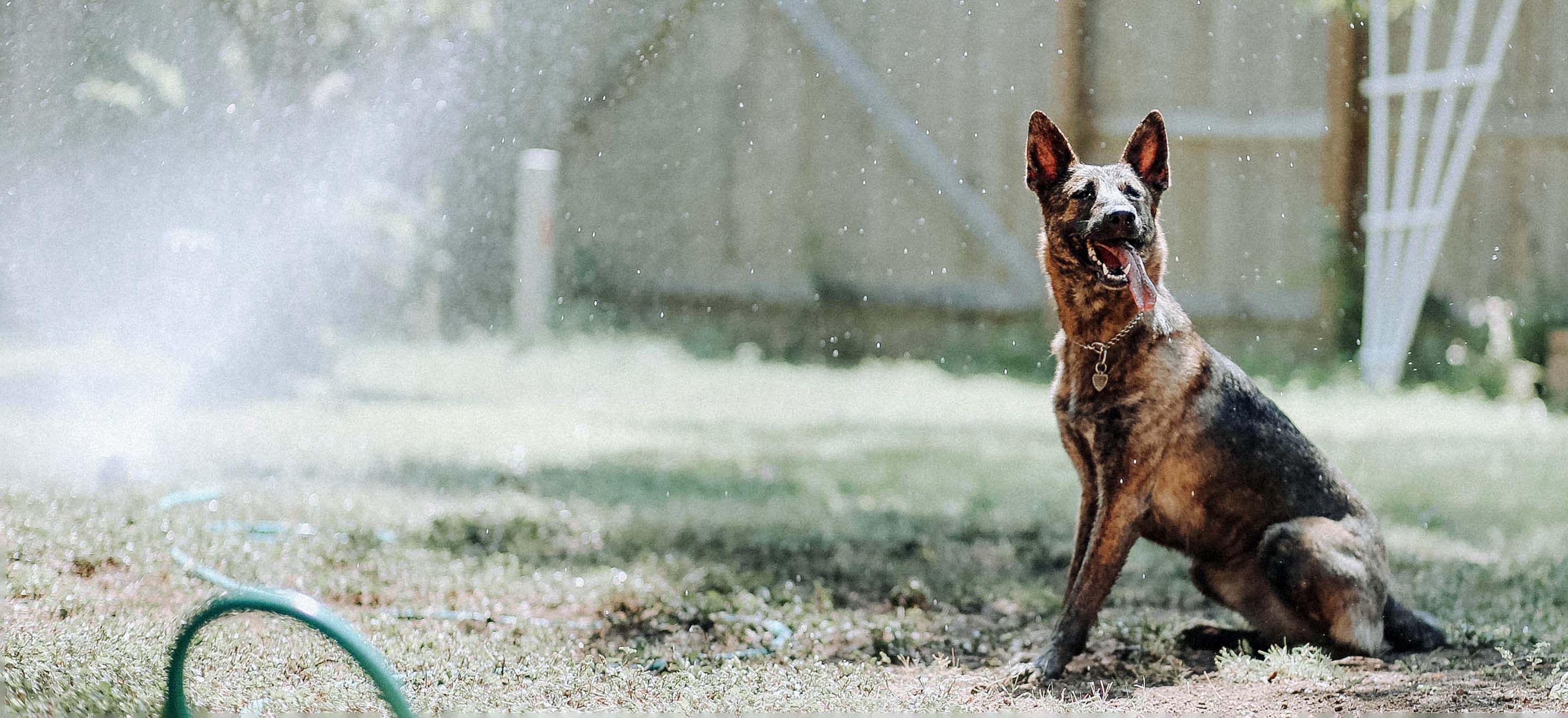 A Belgian Shepherd sitting in the backyard enjoying the spray of water from the hose image