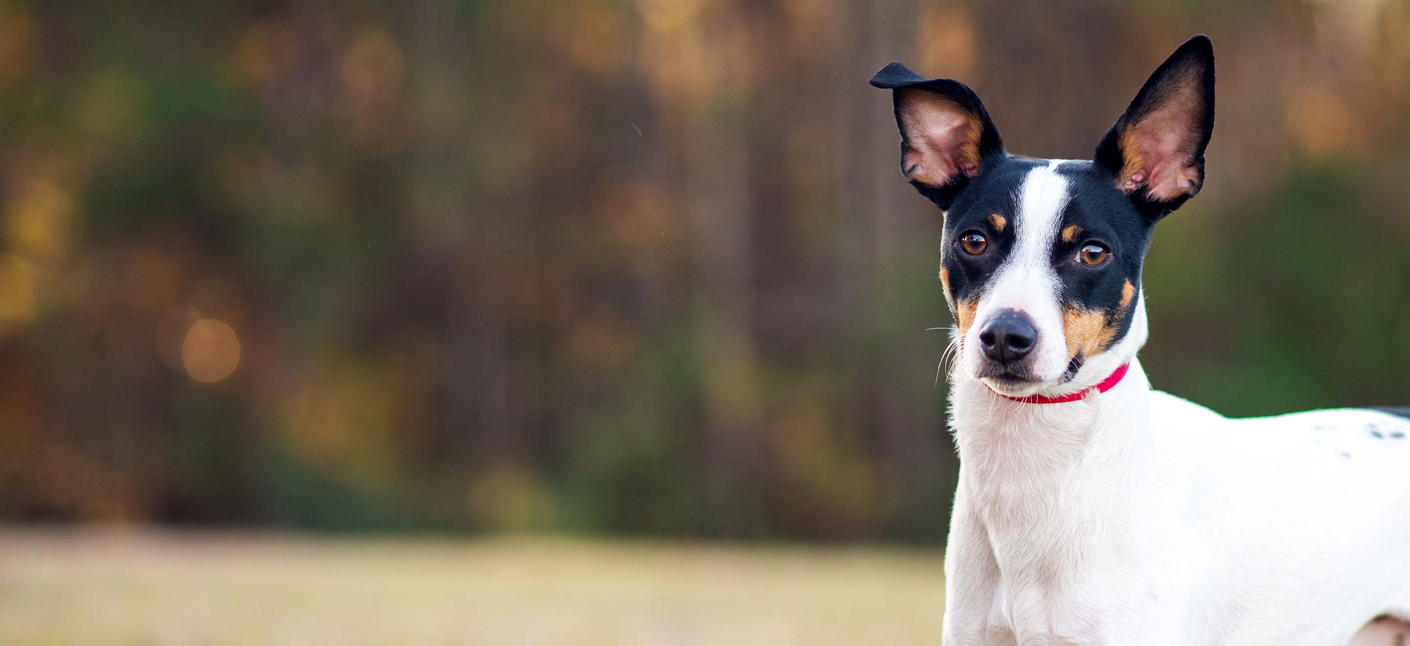 A Rat Terrier dog standing in a field in autumn image