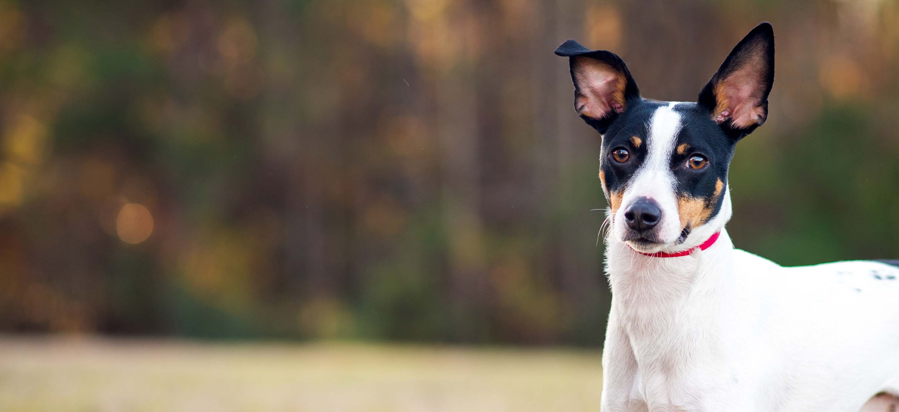 Wire haired rat terrier 2024 puppies