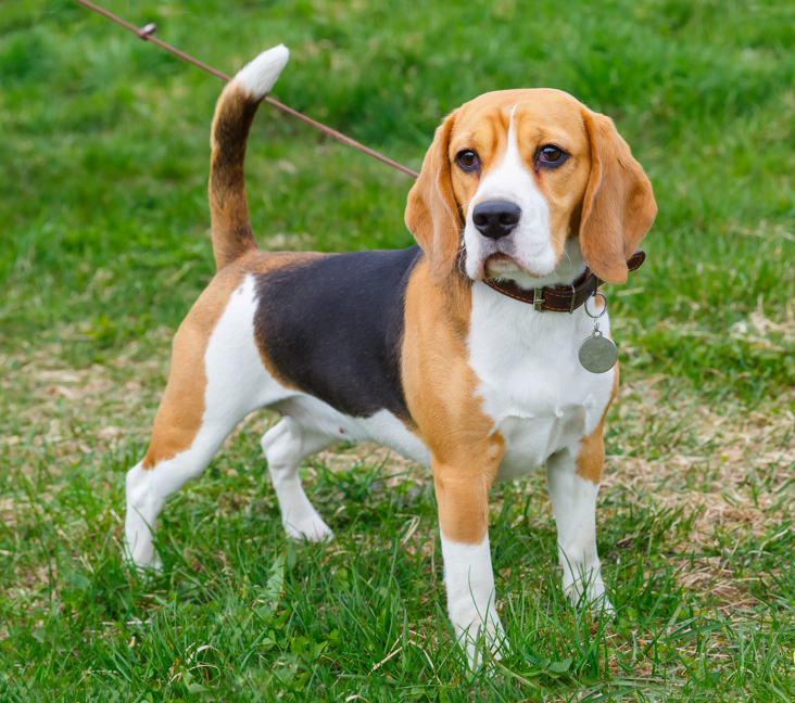 how much is it to adopt a beagle?