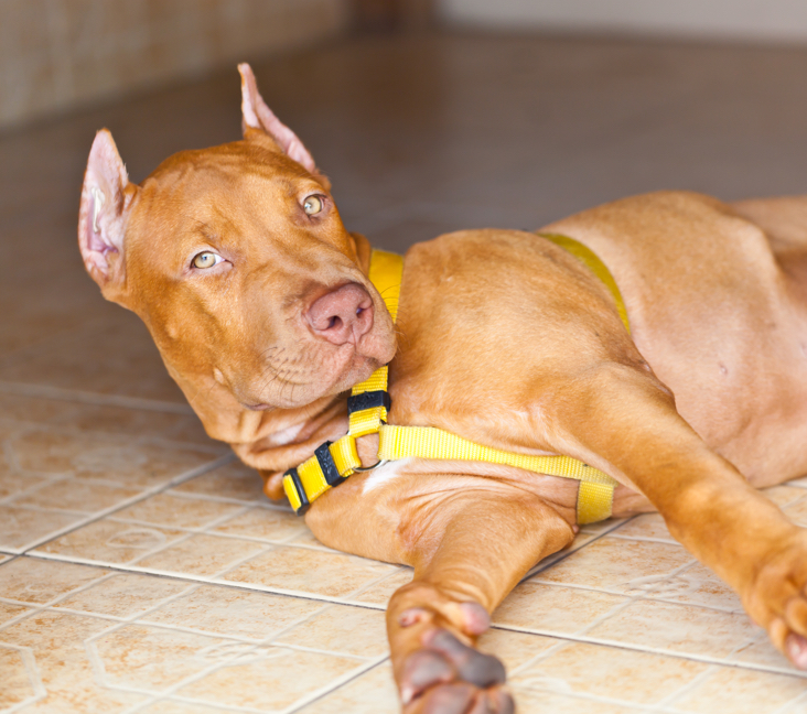 how much do bull terrier pit puppies cost