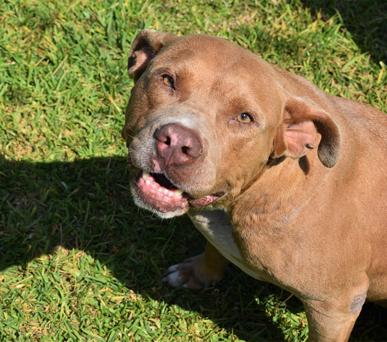 Picture of American Pit Bull Terrier