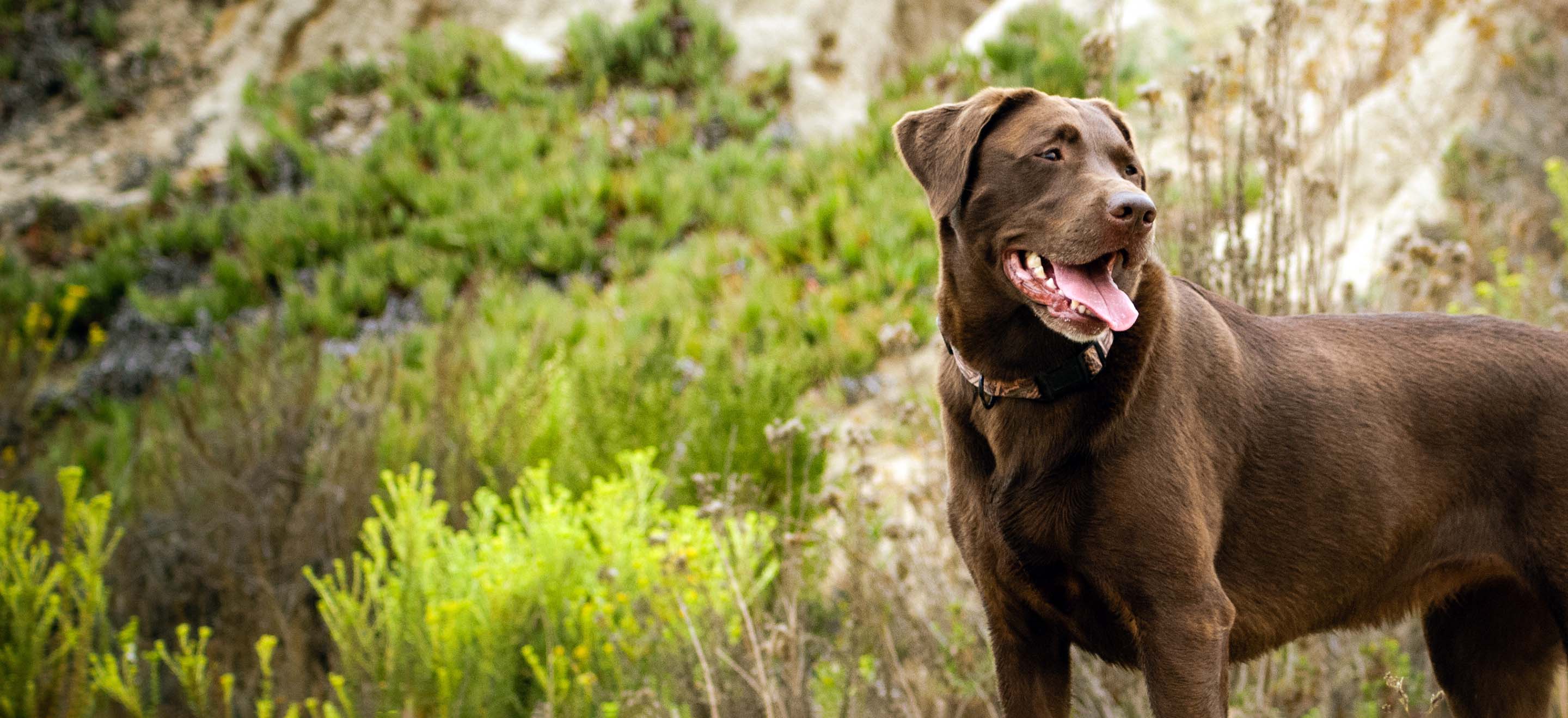 chocolate lab mix dog