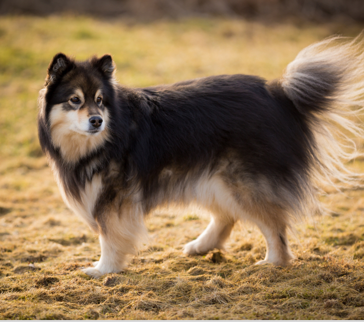 Picture of Finnish Lapphund