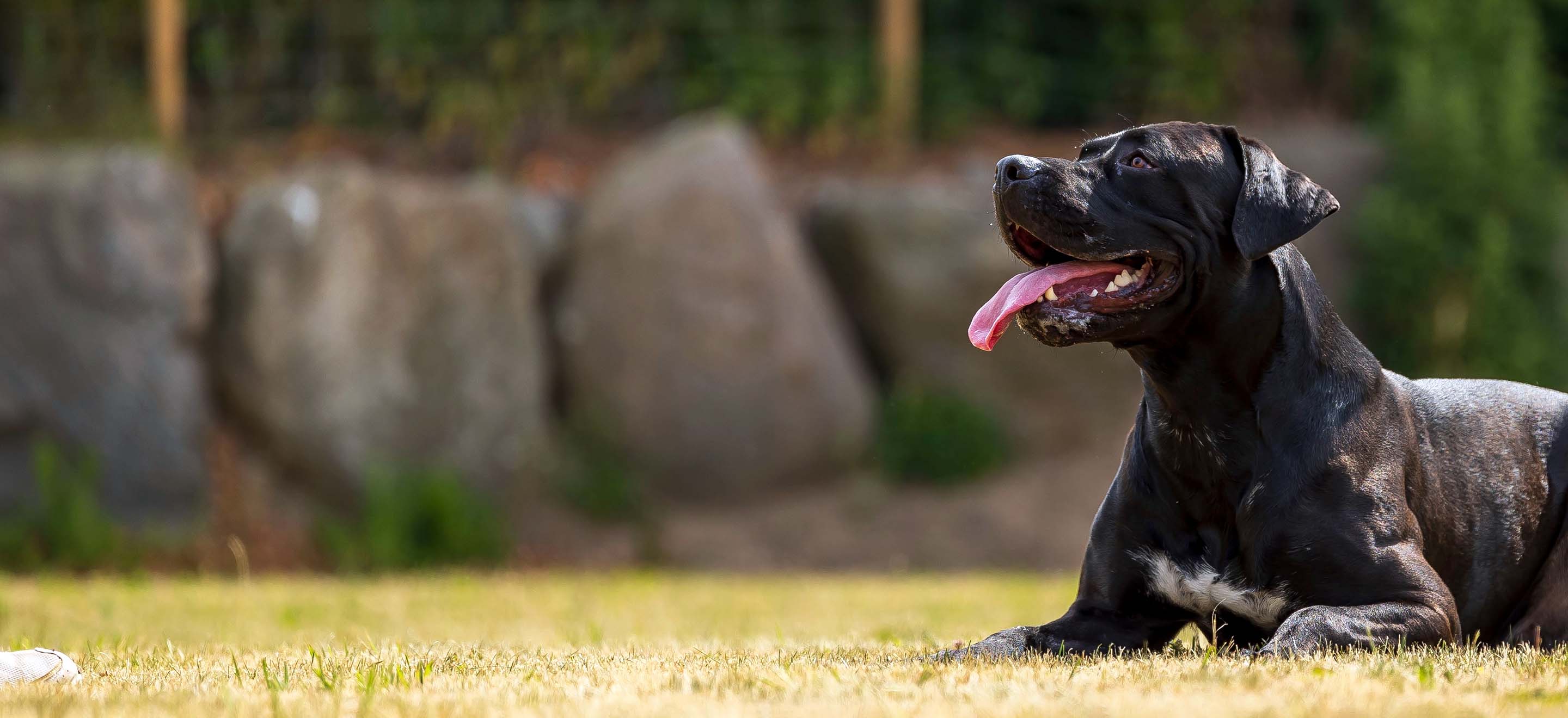 A smiling Presa Canario dog laying in the grassy backyard image