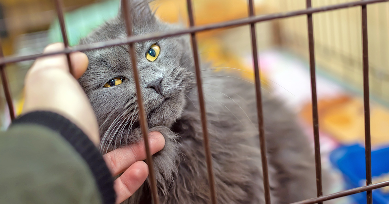 County Animal Small Animal Rescue Society Pet Resources Lost Pets