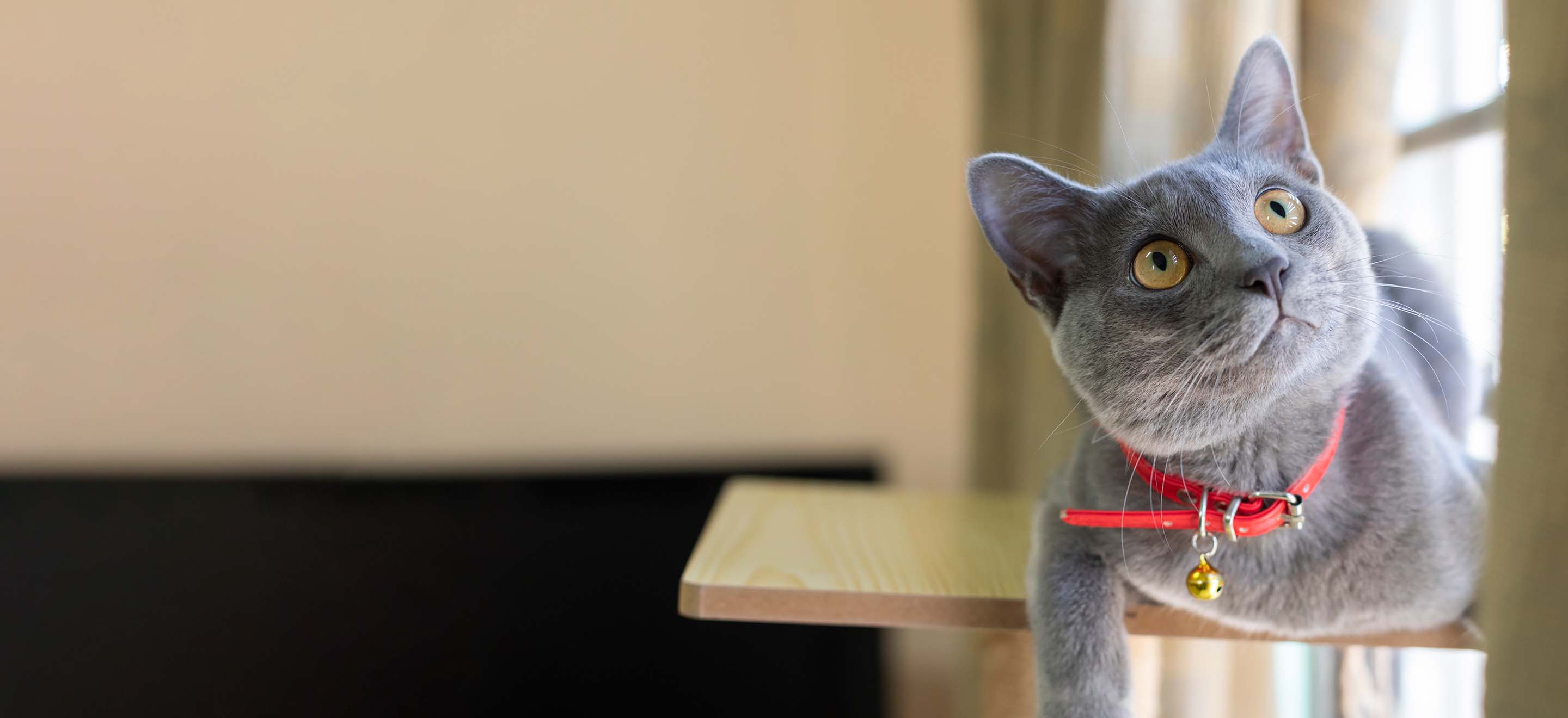 A Korat cat wearing a red collar and sitting on a wooden shelf in front of a bedroom window image