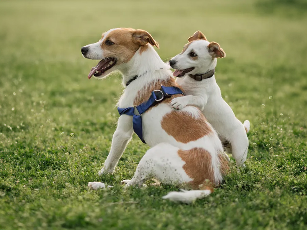 Neutered Dog Behavior: Surprising Changes You Need to Know