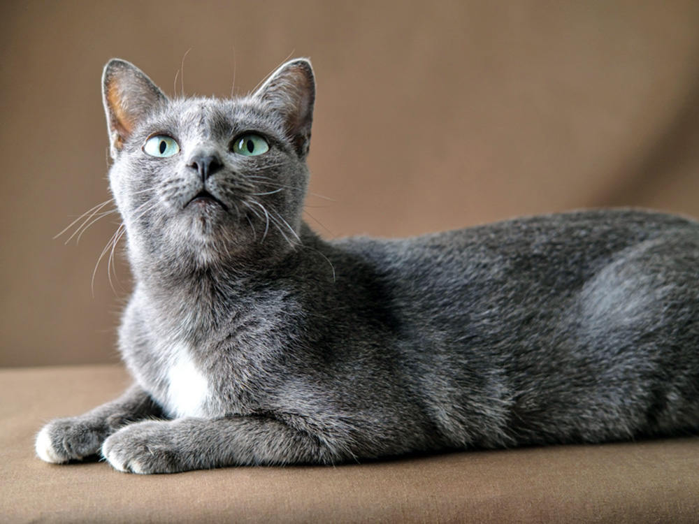 グレーキャット　Gray Cat ruruko ruruko：LINEUP