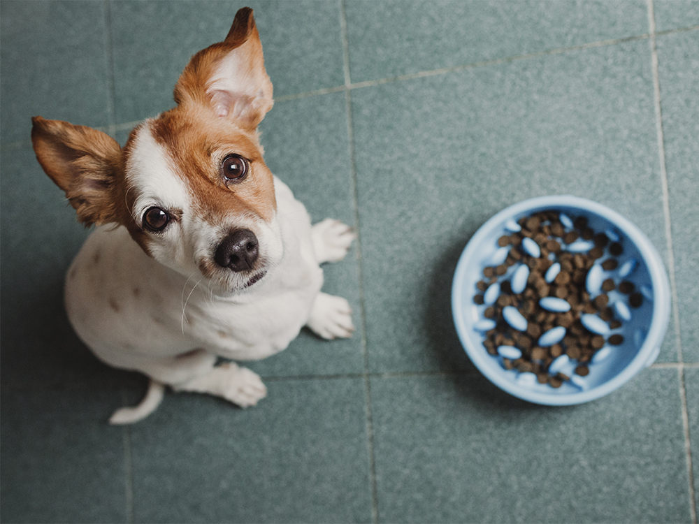 What Dog Eating Too Fast Symptoms Look Like
