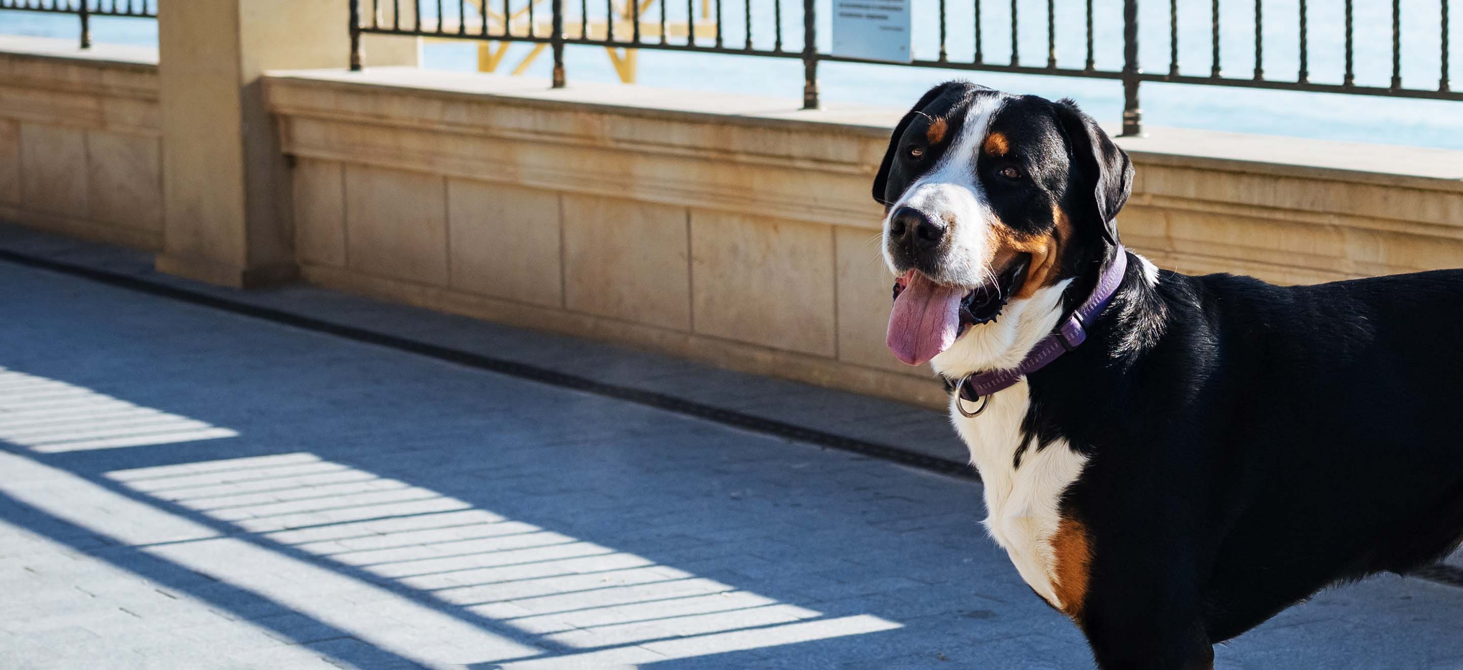 Greater Swiss Mountain Dog standing on a stone pier smiling at the camera image
