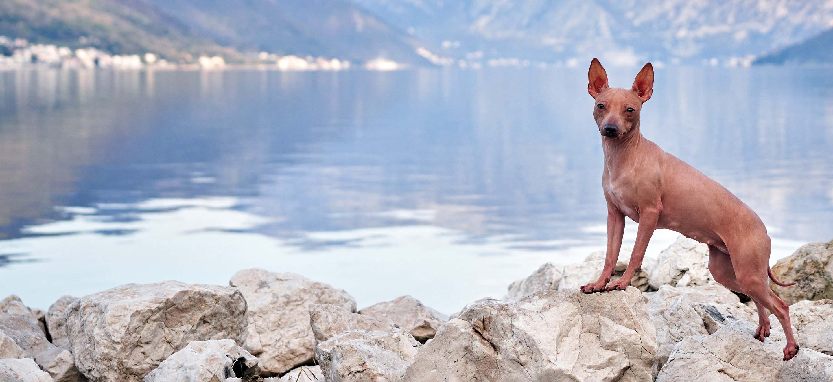 An American Hairless Terrier dog standing on rocks in front of a lake and mountain scene image