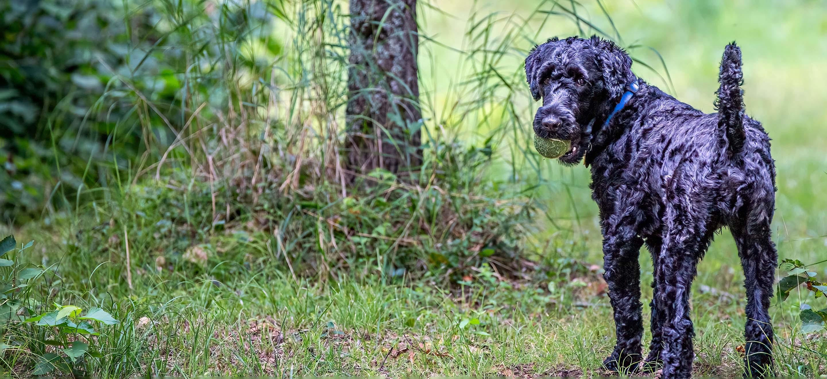 A Kerry Blue Terrier dog with a tennis ball in its mouth turning back to look at the camera while standing in the woods image