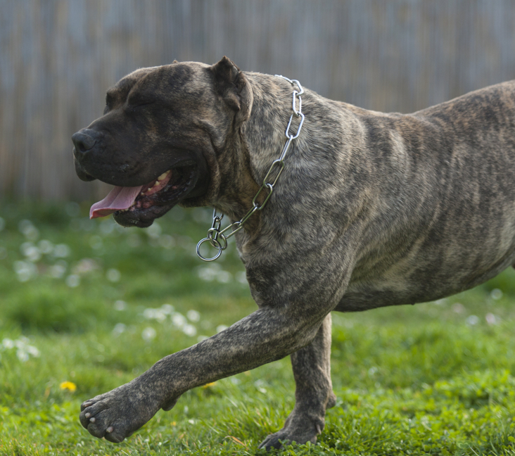 how much do perro de presa canario puppies cost