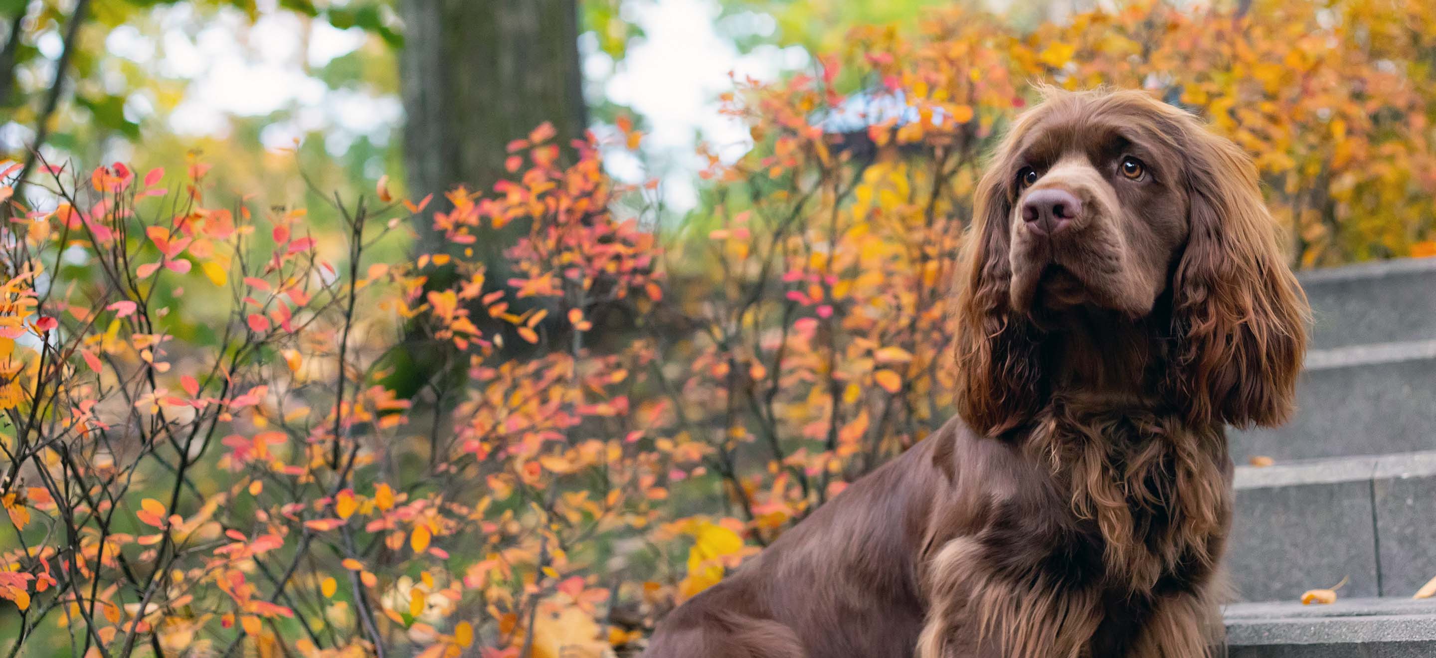 A red Sussex Spaniel sitting at the bottom step in front of autumn leaves in the park image