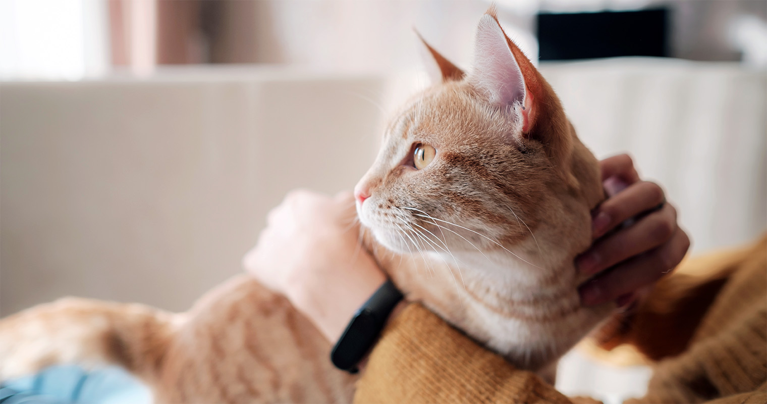 Does Animal Control Pick Up Cats?