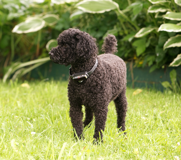Picture of Poodle (Miniature)