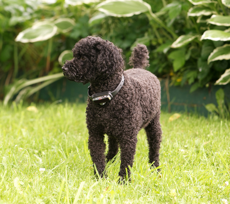 Small poodle mixes for hot sale adoption