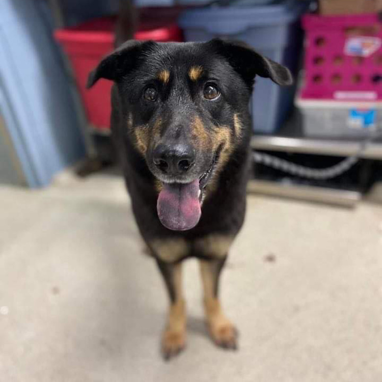 From Homophobia to Home: Dog Abandoned For Being “Gay” Gets Adopted