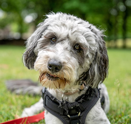 Picture of Aussiedoodle