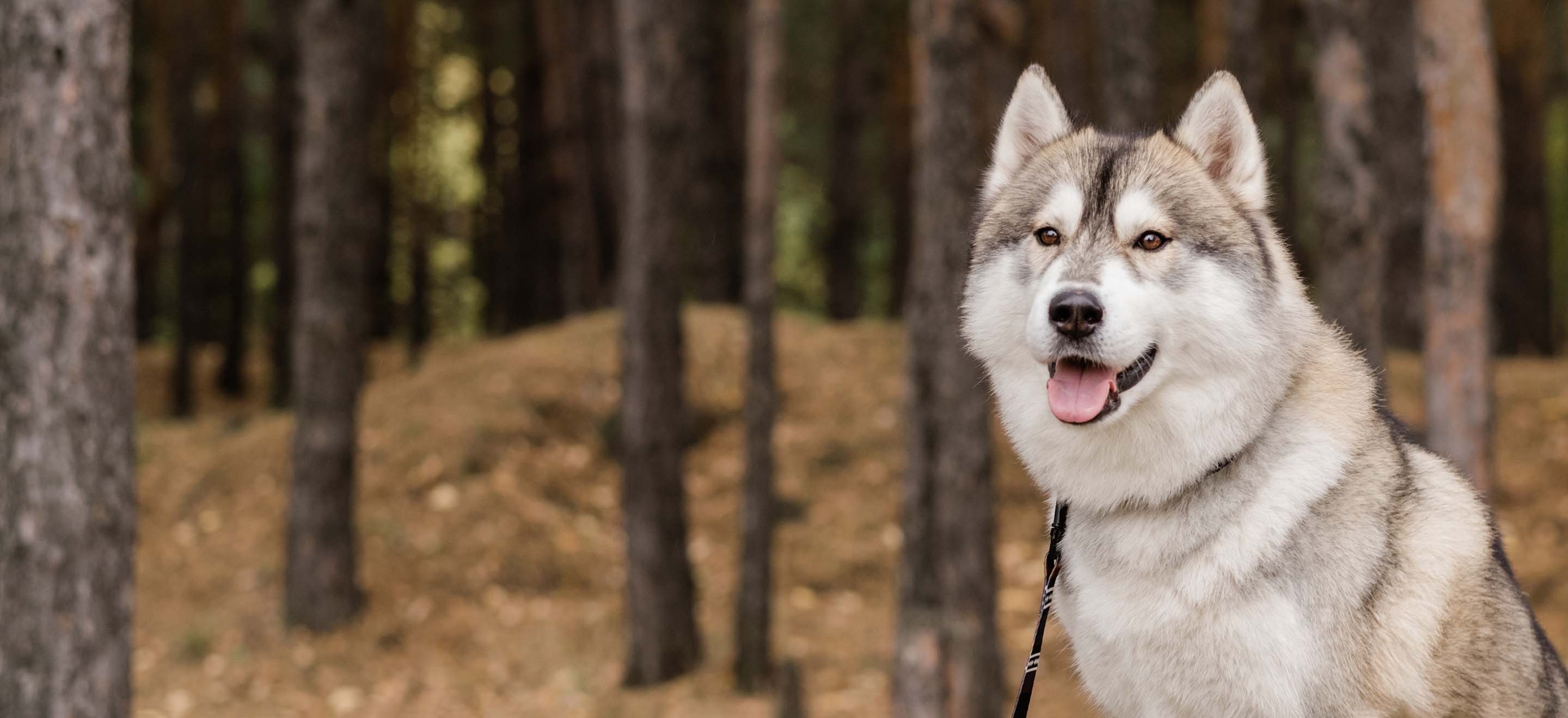 An Alaskan Malamute on a black leash sitting amidst the trees in the forest image