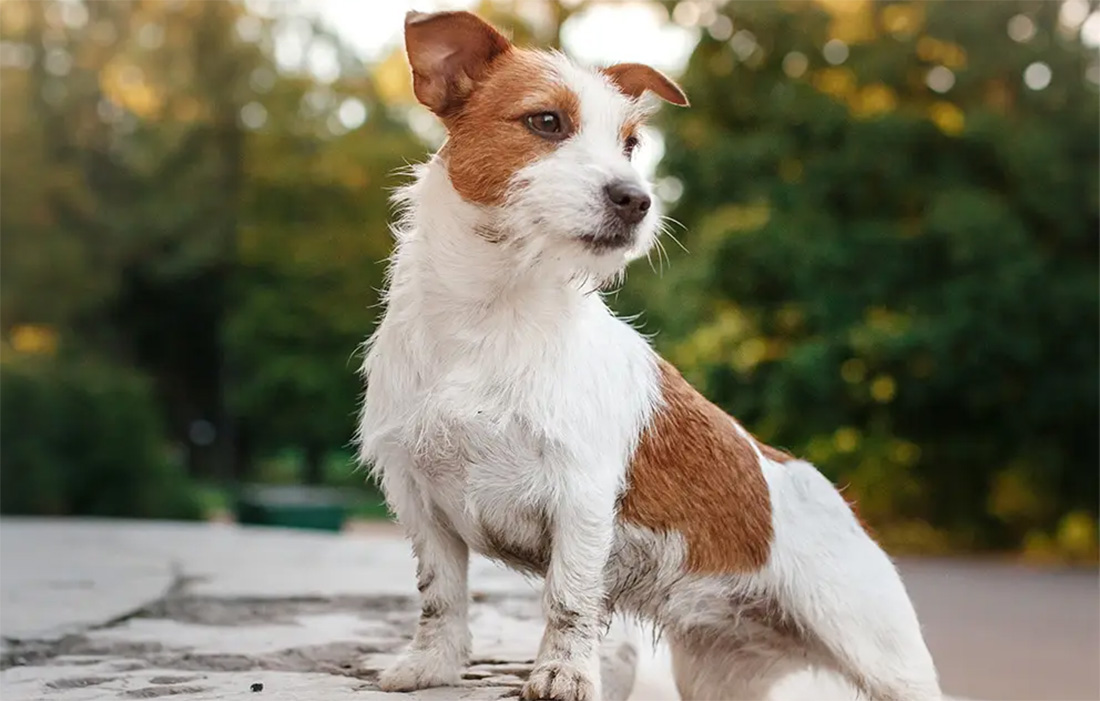 Jack Russell Terrier Embracing his Fox offers Hunting Skills