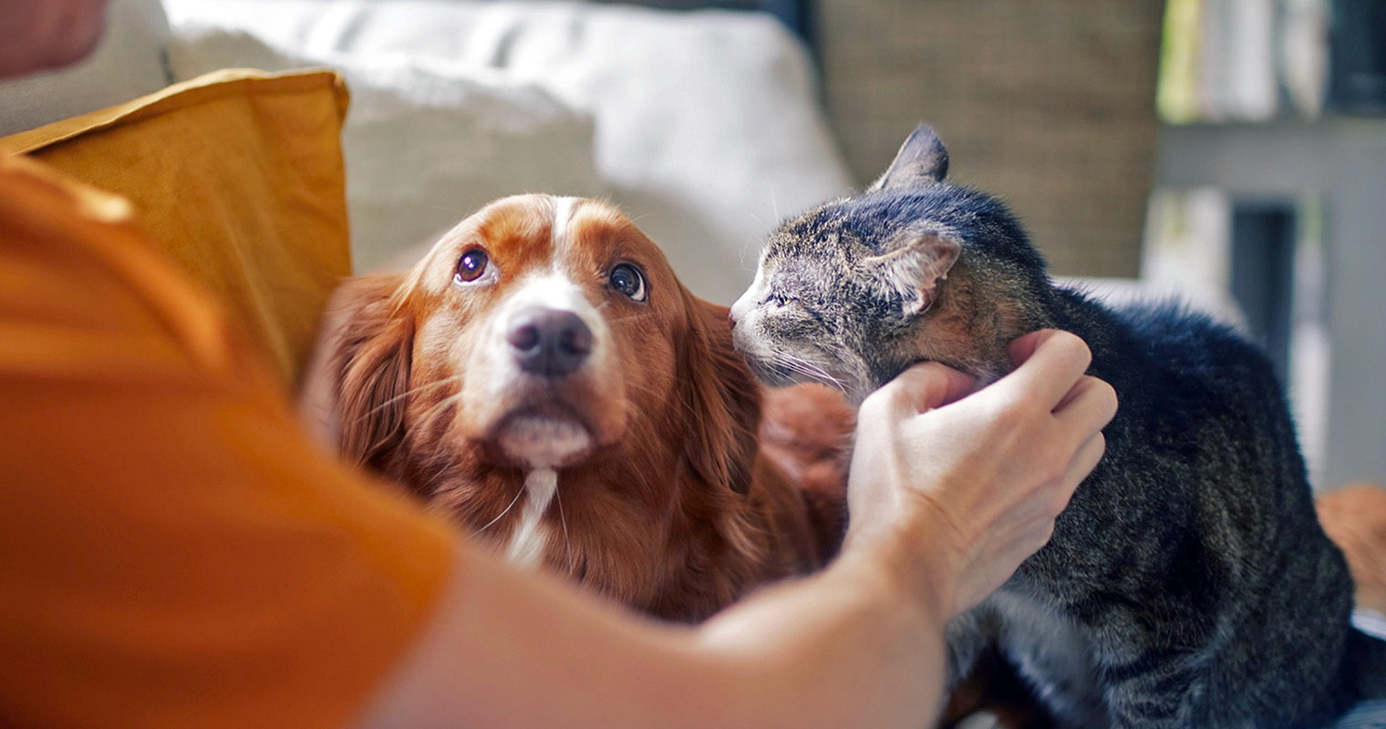 Is Your Dog Scared of Your Cat? Here’s How to Help