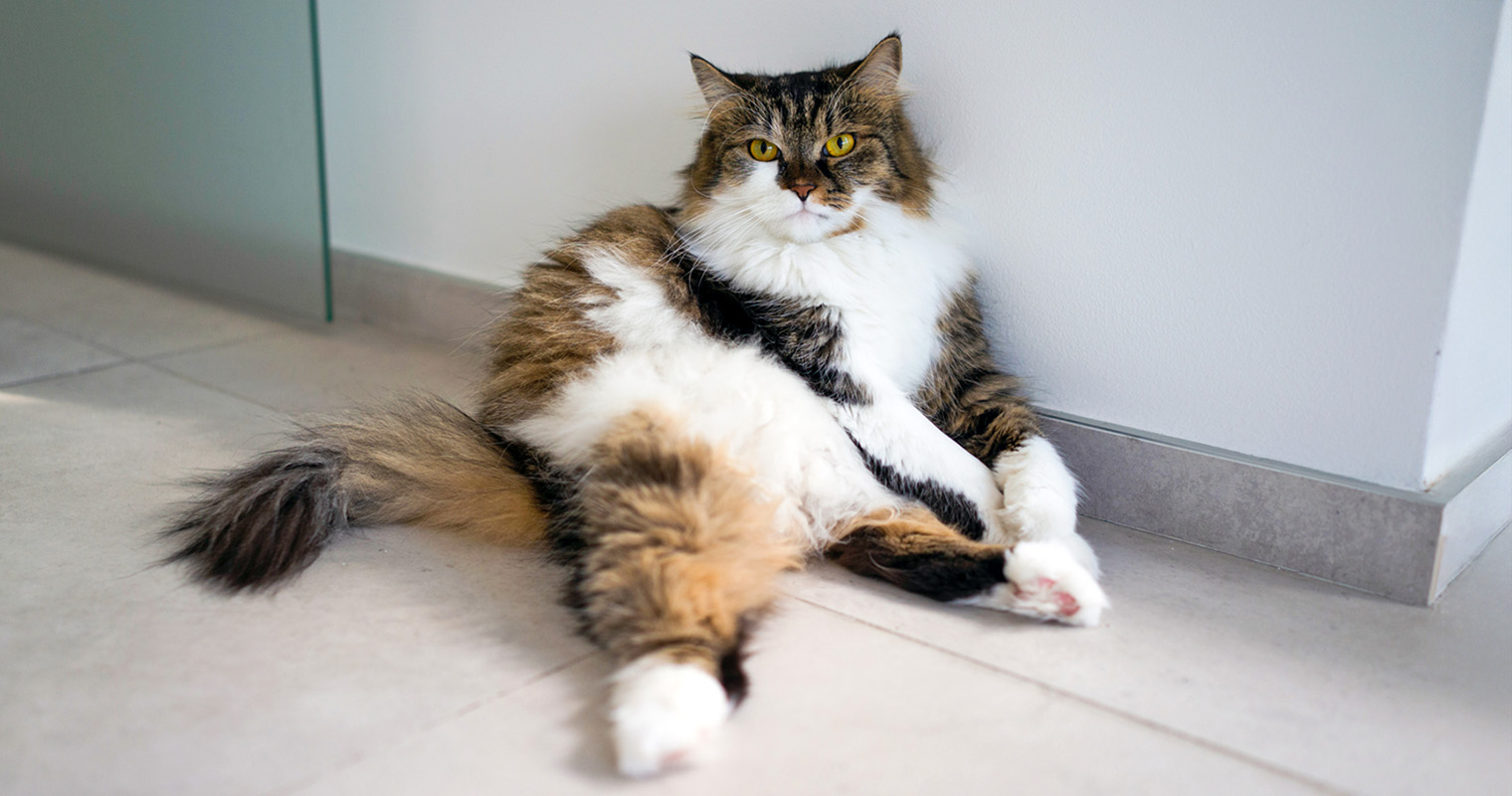 Kitten Weight Chart: Track Your Cat’s Ideal Weight by Age