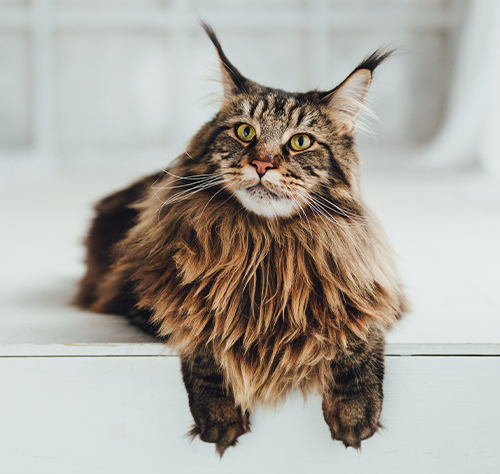 Picture of Maine Coon