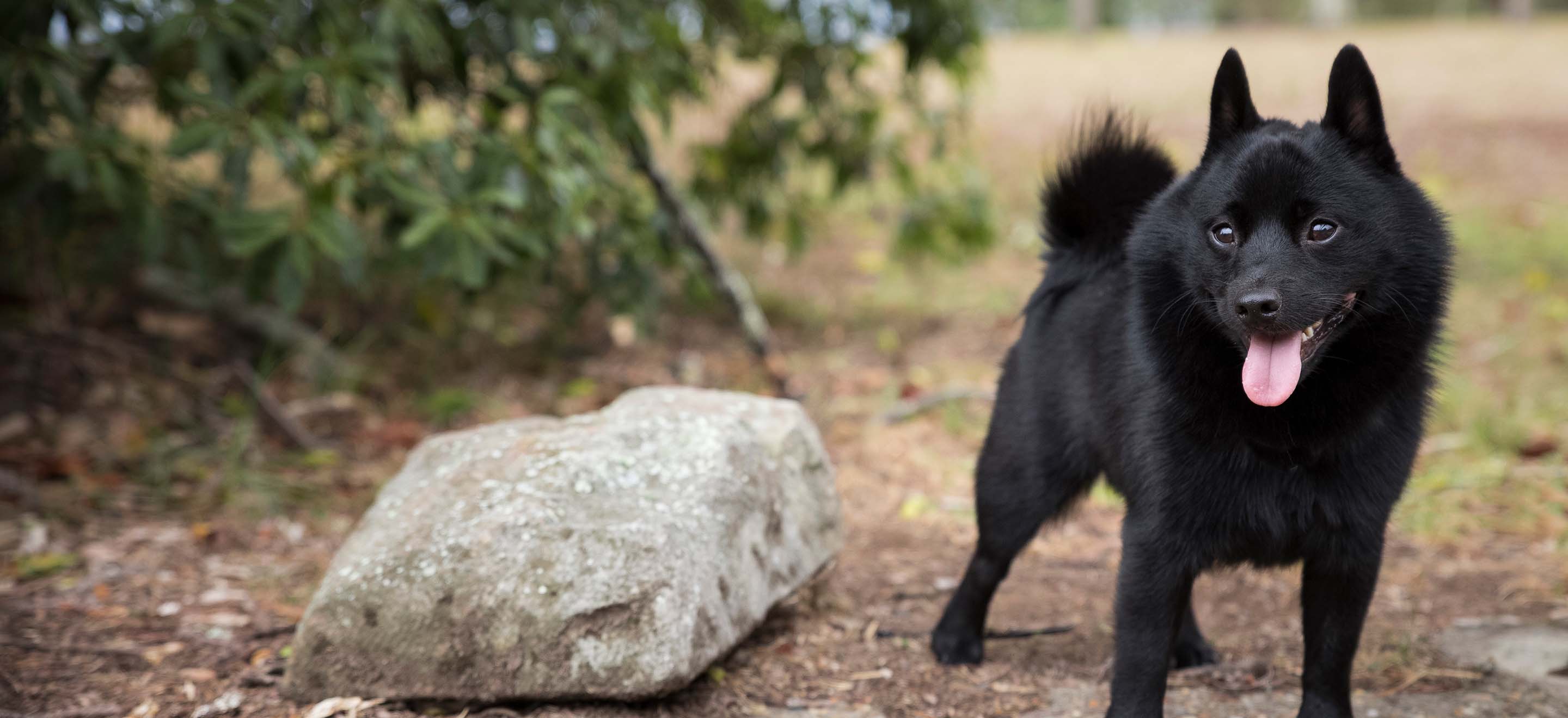A black Schipperke dog standing at the edge of the forest image