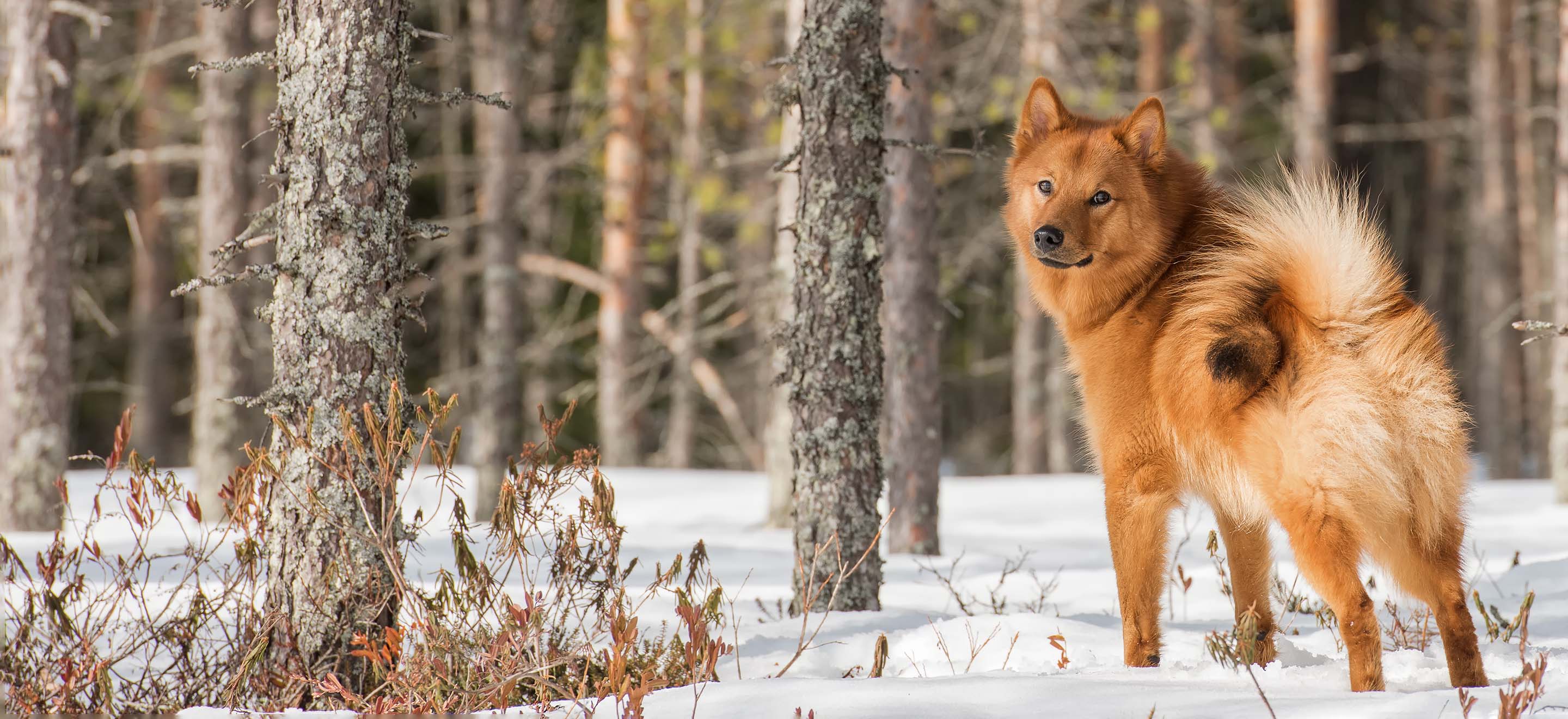 Red Finnish Spitz dog standing in a snowy forest image