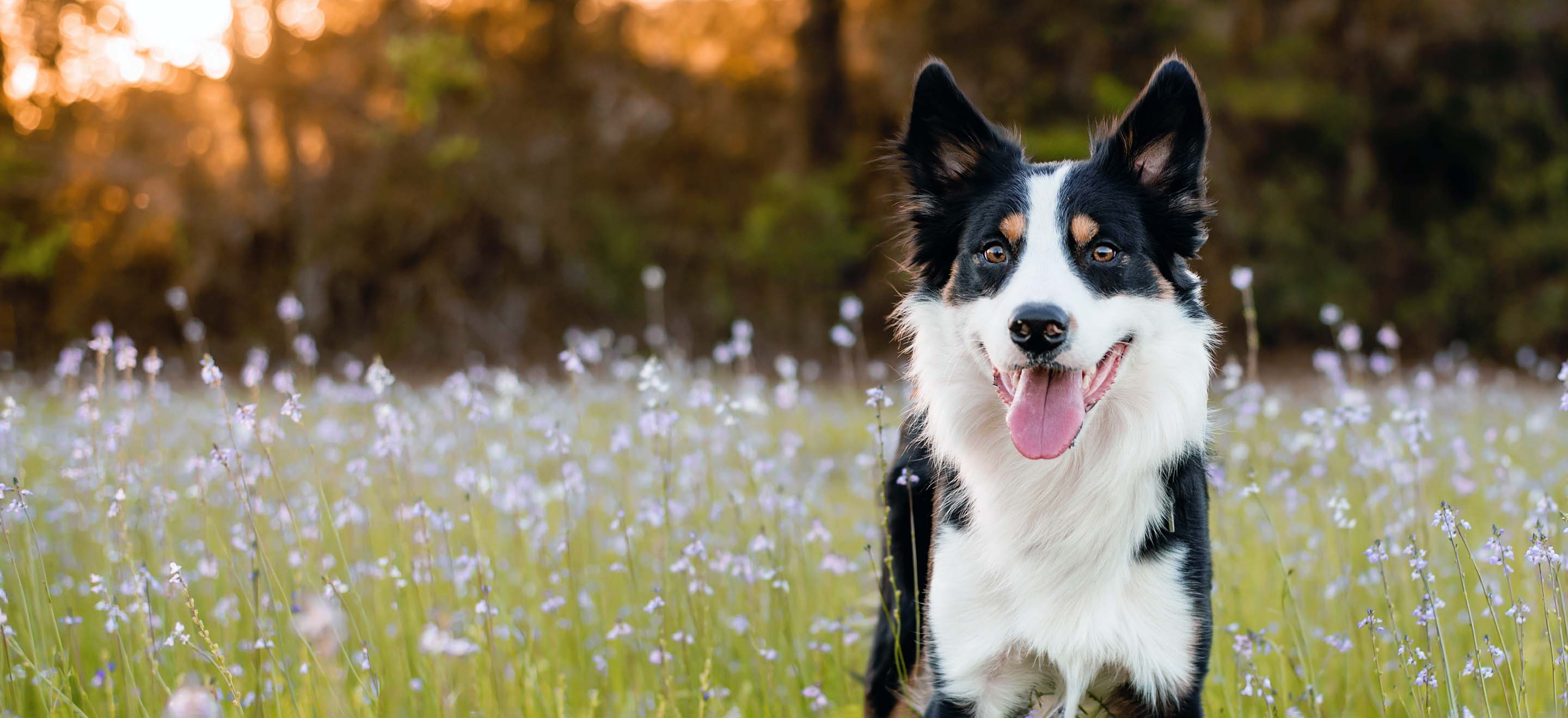 Border Collie dog standing in a field of light purple wildflowers image