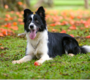 Border Collie Breed Profile Things To Know Before Adopting A Border Collie