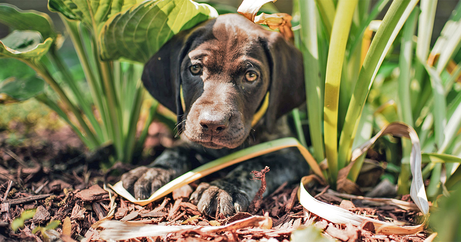 how do i stop my puppy digging