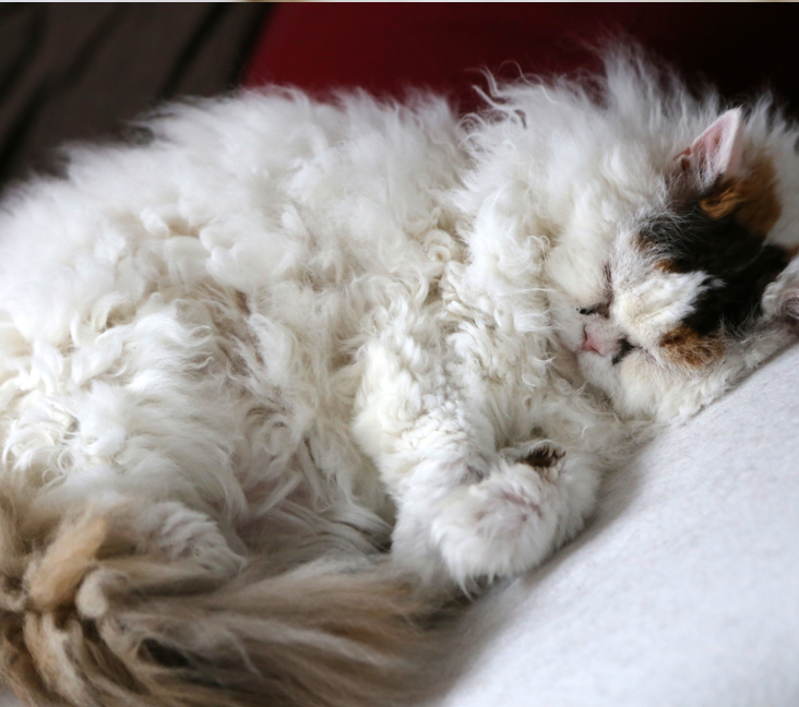 Picture of Selkirk Rex
