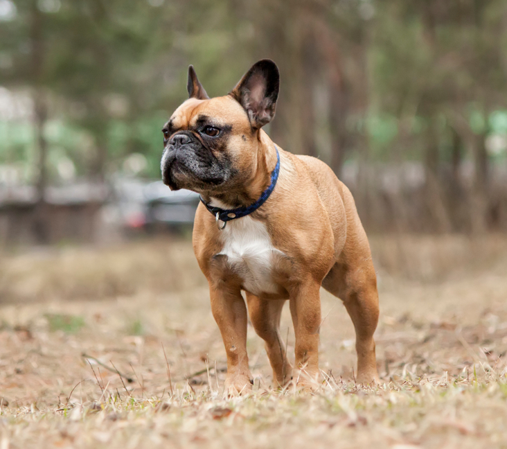 Boxer cross deals french bulldog