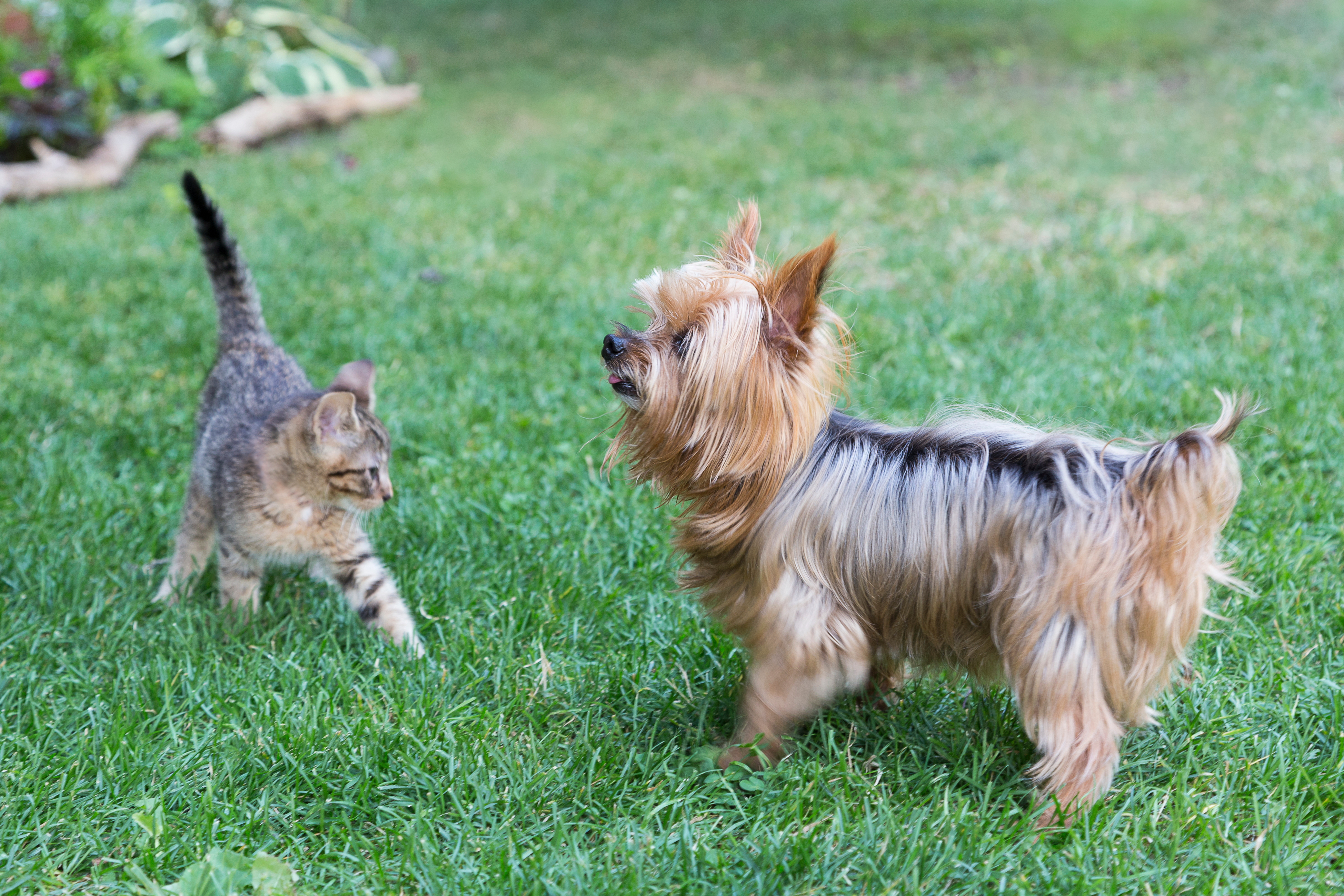 are yorkies good with cats