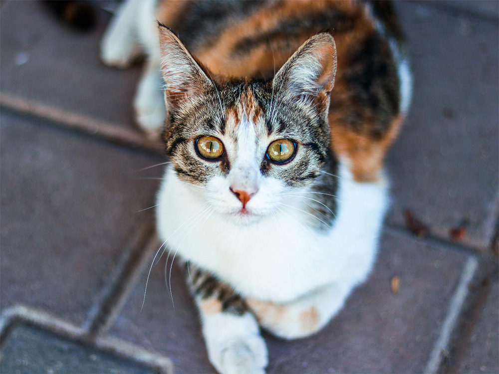 Why Are Some Cats Calico