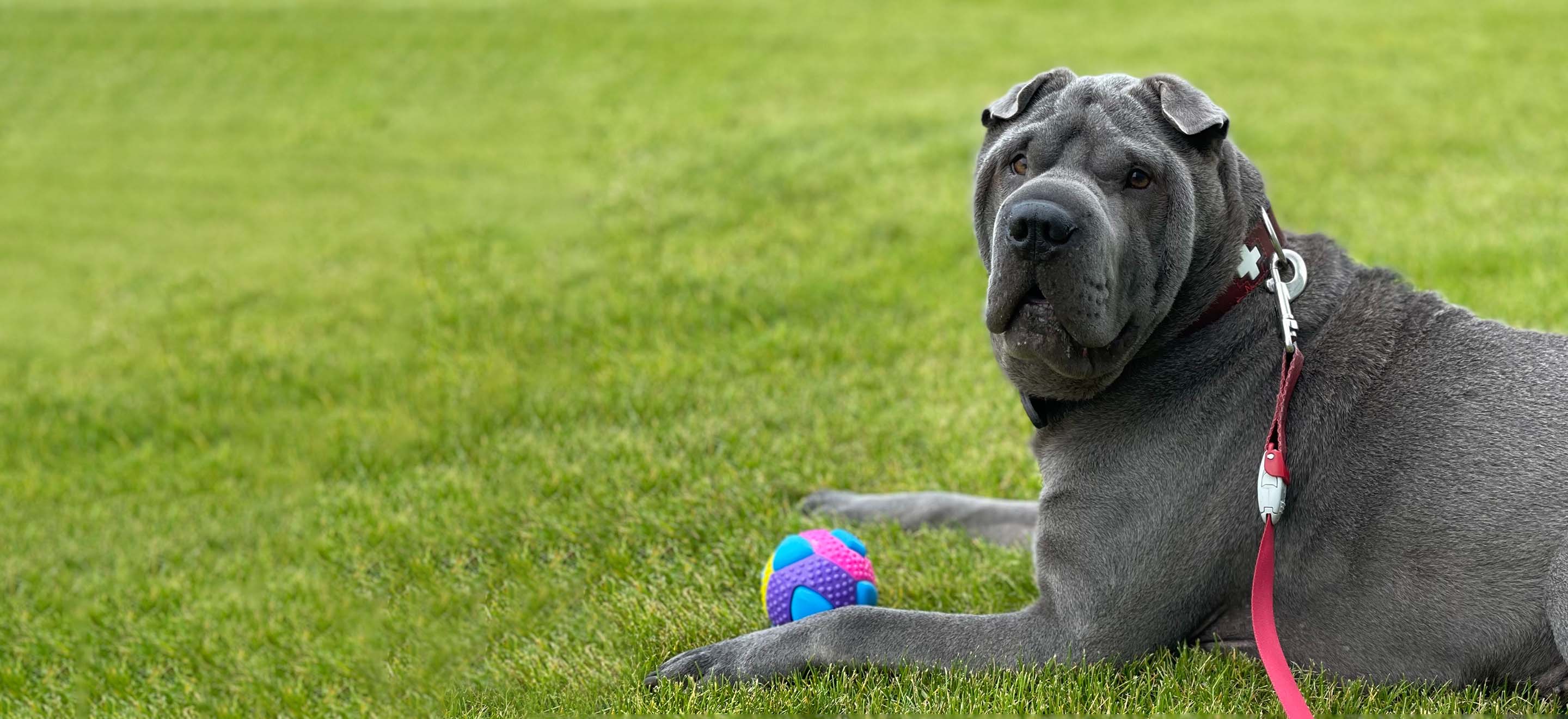 Gray Shar Pei dog with a red leash sitting in the grass with a ball toy image